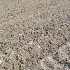 Kiedy sadzimy ziemniaki na działce? Oto najlepszy czas na sadzenie