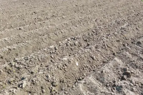 Kiedy sadzimy ziemniaki na działce? Oto najlepszy czas na sadzenie