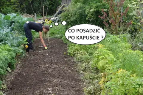 Co po czym siać na działce, aby uniknąć problemów z glebą?