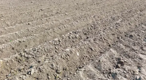 Kiedy sadzimy ziemniaki na działce? Oto najlepszy czas na sadzenie