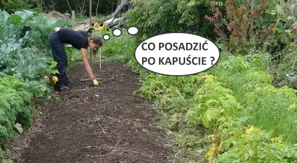 Co po czym siać na działce, aby uniknąć problemów z glebą?