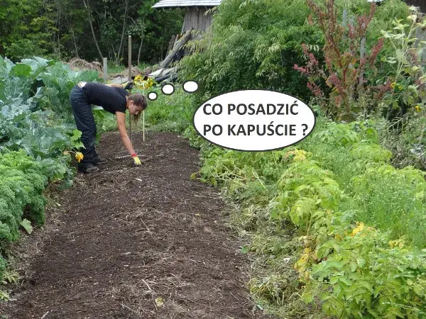 Co po czym siać na działce, aby uniknąć problemów z glebą?