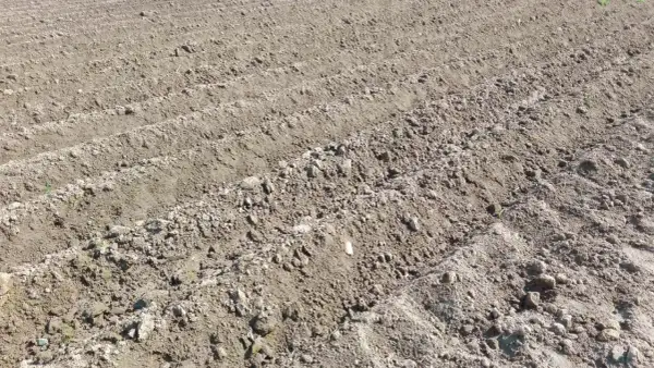 Kiedy sadzimy ziemniaki na działce? Oto najlepszy czas na sadzenie